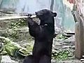 Un ours apprend le Kung-Fu