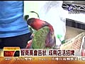 【新聞】台視新聞 3歲鸚鵡妞妞會唱兒歌愛說話
