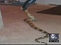 Woman Surprised By Snake In Apartment