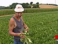 Les pluies et chaleurs de ces derniers temps ont tellement favorisé la croissance des haricots que certains agriculteurs doivent laisser mourir leur culture