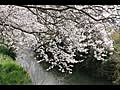 カタクリ・桜・春の花