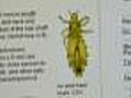 School Start An Opportunity For Head Lice