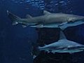 Sharks Swimming Stock Footage