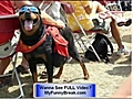 Extreme Funny Dog Clip -  not  dogs mating