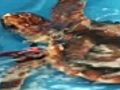 Dozens of sea turtles found dead in Louisiana waters