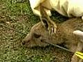 Crossbow kangaroo on the mend