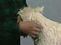 How to Handstrip the Head - West Highland White terrier