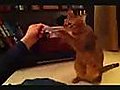 Cat Does His Boxing Training Routine