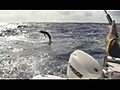 Black Marlin Fishing At Great Barrier Reef In A 24ft Trailerboat