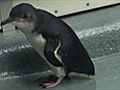 Penguin returns to wild