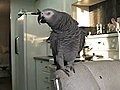 Beatboxing parrot