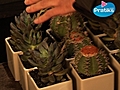 Comment prendre soin de ses plantes - Les cactus
