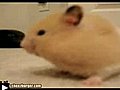 Hamster + aspirateur = hams’pirateur