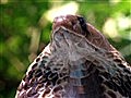 National Geographic Animals - Cobra Vs. Monitor Lizard