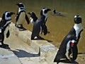 African Penguin Awareness Day