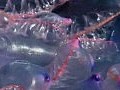 西班牙4泳灘有水母刺傷泳客禁止游泳