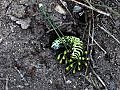 Fight. Caterpillar With Ants. Stock Footage