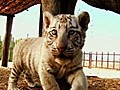 White Bengal Tiger Cub