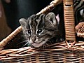 A Beginner’s Guide To: Wild Kittens