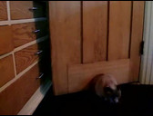 Comment un chat obèse passe une porte