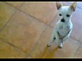 The Dancing Chihuahua