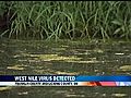 West Nile Virus Discovered In Mosquito Pools In Ohio