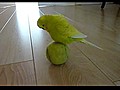 Bird Balancing Trick