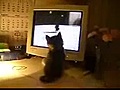 Gato viendo videos de gatos