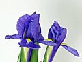 Time-lapse Of Opening And Fading Iris Flowers 1 Stock Footage