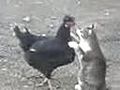 Cat N Hen