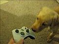 Puppy Vs Xbox 360