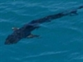 Shark sightings close Perth beach