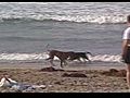 Dog Beach Boogie