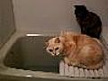 Bathroom gathering cats