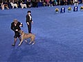 National Dog Show - 2010 National Dog Show