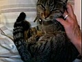 Quand un chat ronronne ...