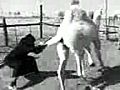 Girl tackles a camel...and wins!