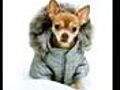 Best Winter Dog Coats