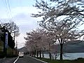 桜満開の海津大崎 7