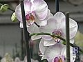 Lancaster County Business Grows Hundreds Of Orchids