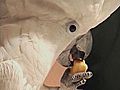 Cockatoo Sings &#039;I Love The Green Bay Packers&#039;