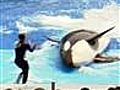 Whale that killed trainer back in SeaWorld show