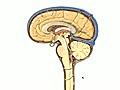 Neuroanatomy of CSF Flow