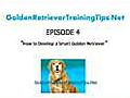 Golden Retriever Training - How to Develop a Smart Golden Retriever