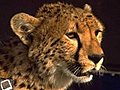 Guepard