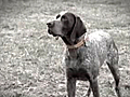 Cooper The Blind Bird Hunting Dog