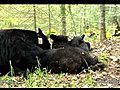 Lily the Black Bear,  Hope and Faith - June 3, 2011 - The Three Bears