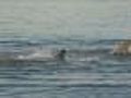 Tourists Snap Photos Of Shark Attacking Seal