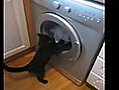 Kitten Washing Machine