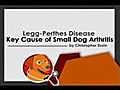 Small Dog Arthritis